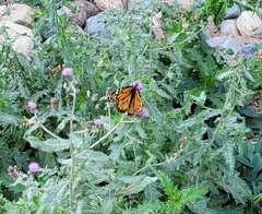 Danaus plexippus
