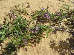 Psoralea repens