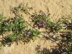 Psoralea repens