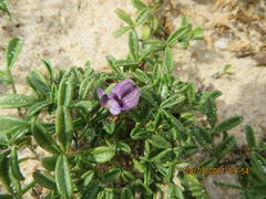Psoralea repens