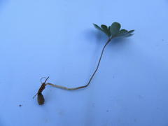 Pelargonium ternifolium
