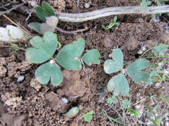 Pelargonium ternifolium