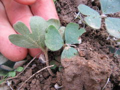 Pelargonium ternifolium