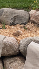 Sciurus carolinensis