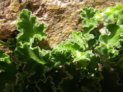 Pelargonium echinatum