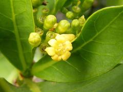 Psychotria suber