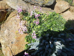 Pelargonium echinatum