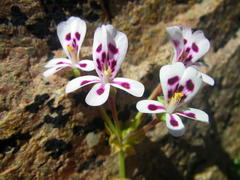Pelargonium echinatum