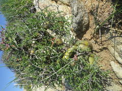 Pelargonium crithmifolium