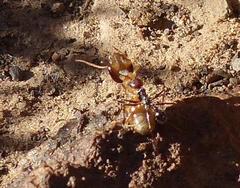 Ocymyrmex