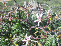 Pelargonium crithmifolium