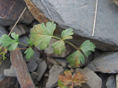 Symphyoloma graveolens