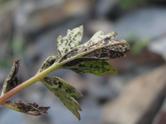 Symphyoloma graveolens