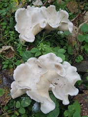 Leucocybe
