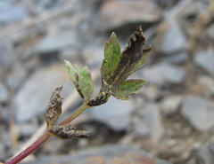Symphyoloma graveolens