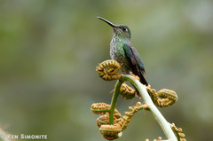 Taphrospilus hypostictus