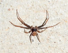 Xysticus pellax