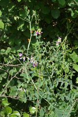 Lathyrus incurvus