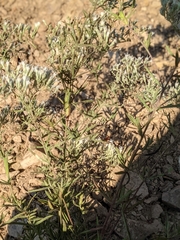 Eupatorium torreyanum