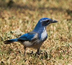 Aphelocoma californica