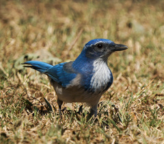 Aphelocoma californica