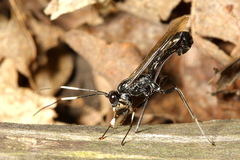 Echthrus niger