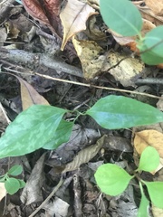 Smilax glauca
