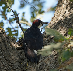 Melanerpes formicivorus