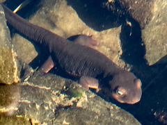Taricha sierrae