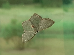 Chloropteryx tepperaria