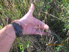 Schoenus concinnus