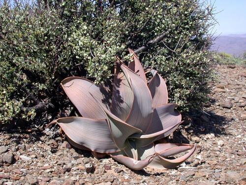 Aloe karasbergensis image