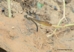 Heliocypha bisignata
