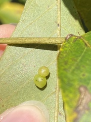 Caryomyia deflexipili