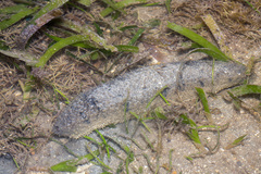 Holothuria scabra