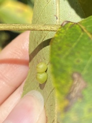 Caryomyia deflexipili