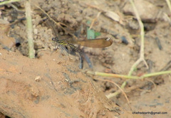 Heliocypha bisignata