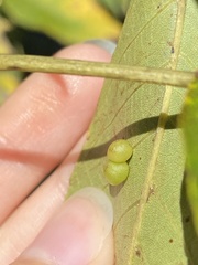 Caryomyia deflexipili