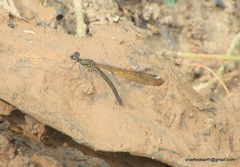 Heliocypha bisignata