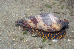 Cymbiola nobilis