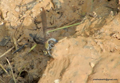 Heliocypha bisignata