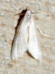 Leptosteges vestaliella