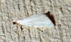 Leptosteges vestaliella
