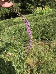 Liatris gracilis