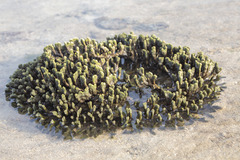 Haliclona cymaeformis