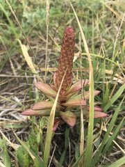 Orostachys maximowiczii