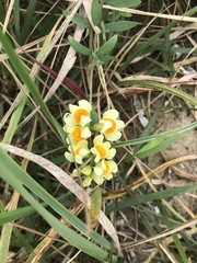 Linaria japonica