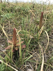 Orostachys maximowiczii