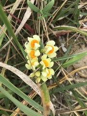 Linaria japonica