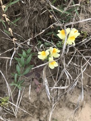Linaria japonica